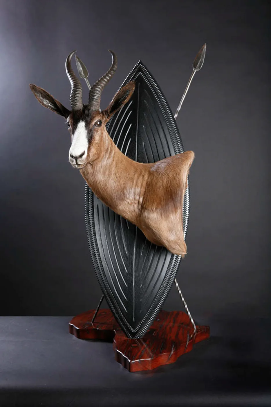 Springbok Shield — Highveld Taxidermists